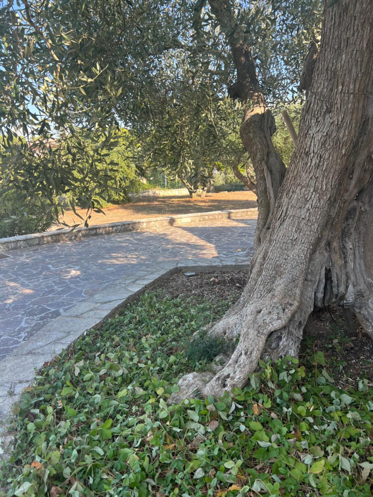 דירות נוצ'י I Trulli Di Eva מראה חיצוני תמונה